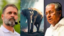 waynad elephant attack
