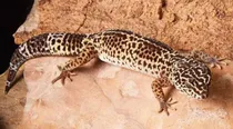 USA man dies after bitten by pet Gila monster