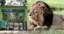 rename lion named Akbarand the lioness named Sita 