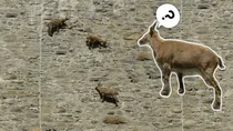 dam wall mountain goat 