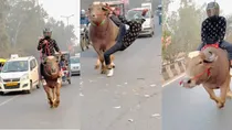 Bull Rider viral video