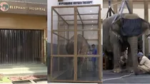Vantara animal rescue centre