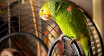 five people have died across Europe outbreak of psittacosis