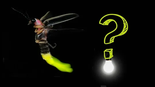 why fire flies glow explained