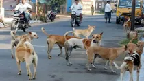 Woman died due to rabies