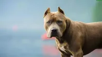 central government ask states to ban on import and breeding of dangerous dogs like pitbull