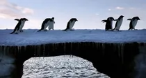 New positive bird flu cases detected in Antarctic