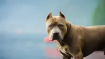  Pitbull breed dog