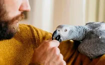 parrot fever