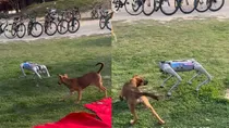 iit kanpur techkriti robot dog playing with real dogs video goes viral