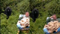man's dream watching gorilla 