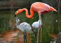 flamingo pink colour reason