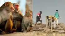 monkeys found dead in Telangana water tank