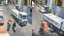 bull attack viral video 