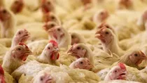 agriculture news venkys poultry antibiotics growth promotion drug resistance