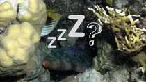 how do fish sleep