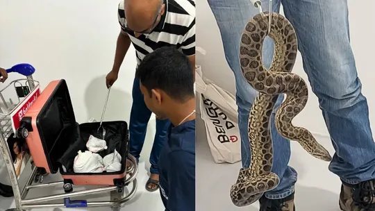 10 anaconda smuggling