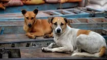 delhi dogs get qr based id card tags aadhaar ngo initiative for safety protection