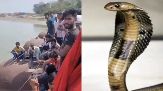 young man died due to snake bite