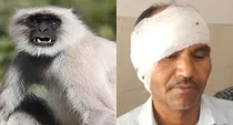 up bareilly langoor kept to protect monkey bite a passenger ear at railway station
