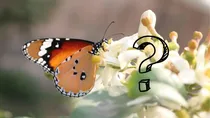 butterfly and humas