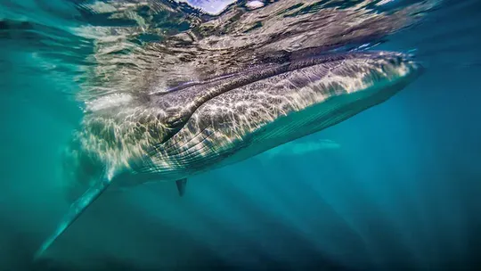 Giant Sei whale returned after 100 years important natural phenomenon