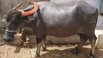 chhattisgarh baranwapara sanctuary buffaloes