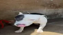 Pit Bull attack