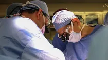 pig kidney heart transplant