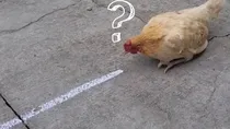 chicken hypnotism