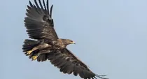eagles change path amid russia ukraine war scientists state reason in journal