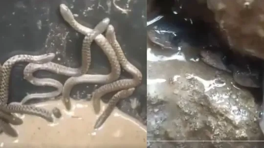 Snake viral video 