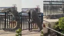 crocodile viral video in bulandshahar