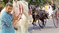 Anant Singh, Panchayat 3, vidhayak ji, horse, 