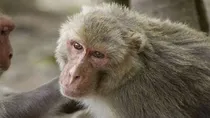 monkey cataract successful surgery gets vision back first ever in haryana hisar luvas