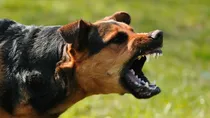 what to do if a dog bites you