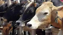 raipur two killed one injured in alleged mob lynching cow smuggling suspicion chhattisgarh  