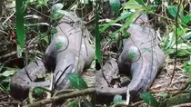 indonesia 45 years woman who went missing found inside a 16 foot python after 3 days