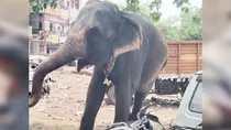 madhy pradesh elephant news