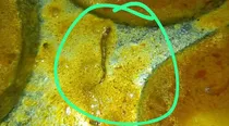 dead snake was found in food