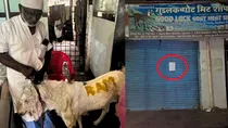 ram on goat