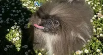 american wild thang dog ugliest dog in world