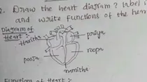 student heart diagram goes viral on internet users cant stop laughing