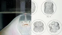 snake birth parthenogenesis