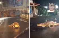 Crocodile strolling on road in Maharashtra (screengrab)