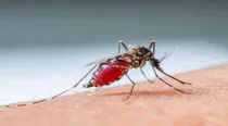 Zika virus cases reported in Pune