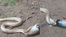 viral video cobra snake 