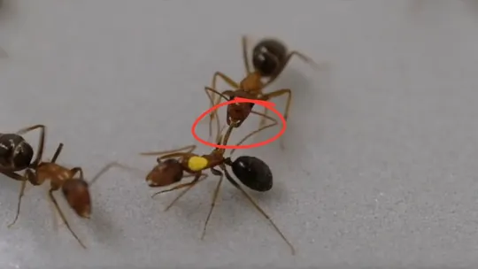 florida ant research