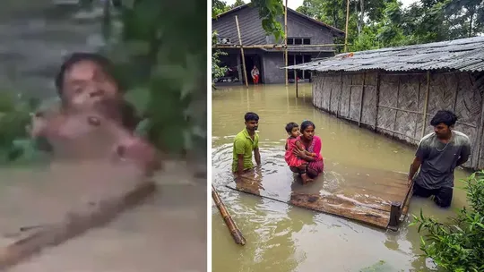 assam flood viral video man saved calf drowning in flooded river latest updates cm himanta sarma