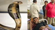 snake bite man in bihar snake dies 